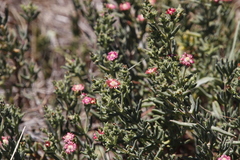 Delosperma testaceum (Delosperma testaceum)