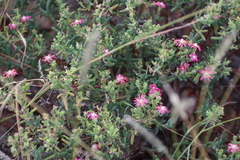 Delosperma testaceum (Delosperma testaceum)