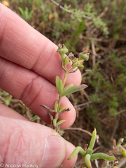 Delosperma testaceum (Delosperma testaceum)