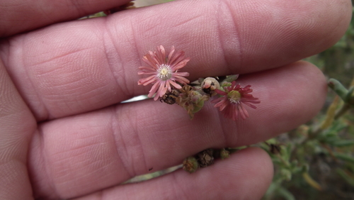 Delosperma testaceum (Delosperma testaceum)
