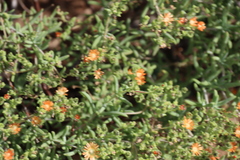 Delosperma testaceum (Delosperma testaceum)