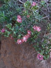 Delosperma testaceum (Delosperma testaceum)