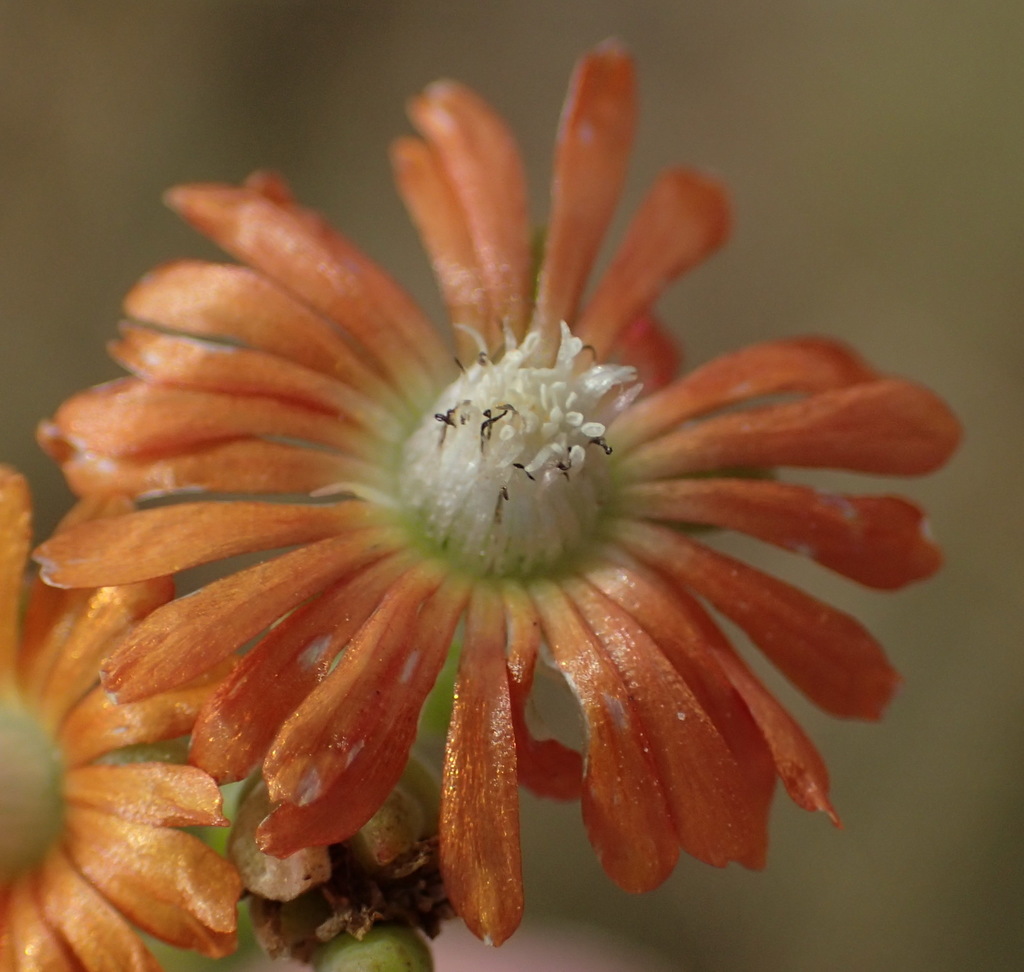 Delosperma testaceum (Delosperma testaceum)