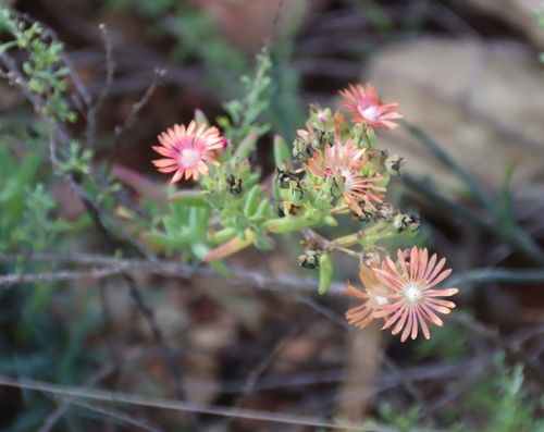 Delosperma testaceum (Delosperma testaceum)