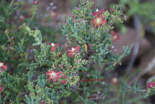 Delosperma testaceum (Delosperma testaceum)