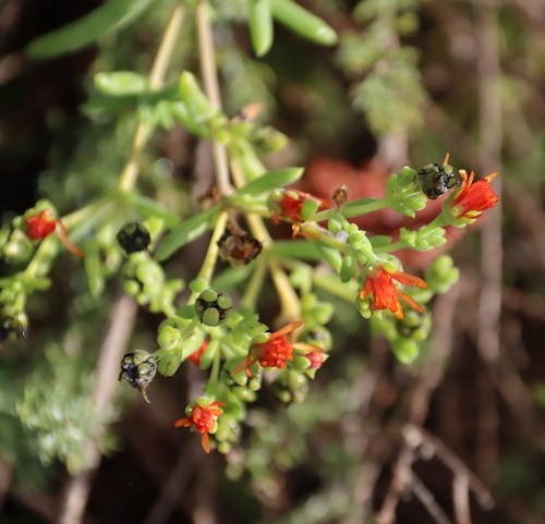 Delosperma testaceum (Delosperma testaceum)