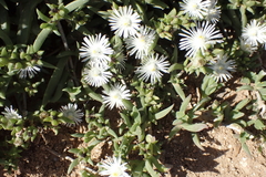 Delosperma uncinatum (Delosperma uncinatum)