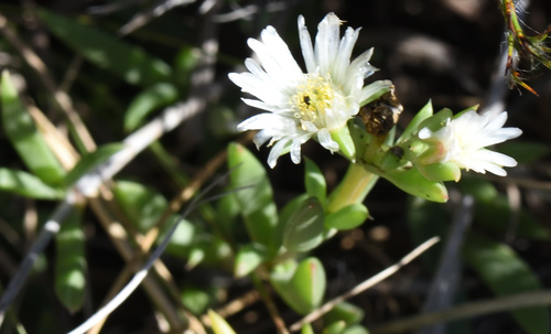 Delosperma uncinatum (Delosperma uncinatum)