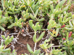 Delosperma uncinatum (Delosperma uncinatum)
