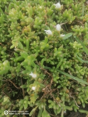 Delosperma uncinatum (Delosperma uncinatum)