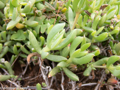 Delosperma uncinatum (Delosperma uncinatum)