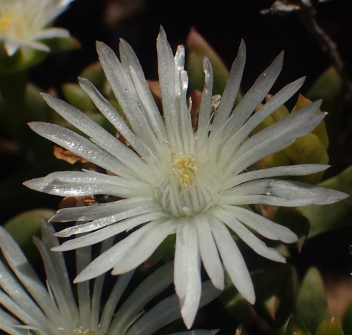 Delosperma uncinatum (Delosperma uncinatum)