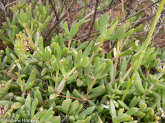 Delosperma uncinatum (Delosperma uncinatum)