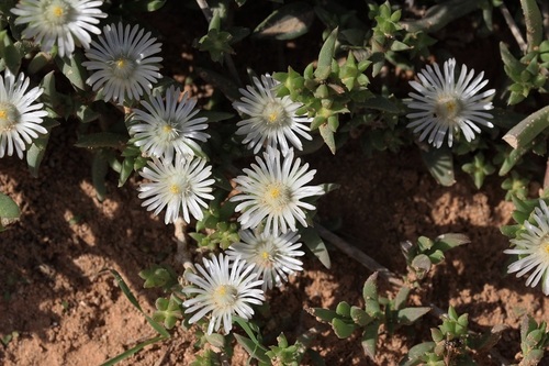 Delosperma uncinatum (Delosperma uncinatum)