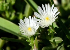 Delosperma uncinatum (Delosperma uncinatum)