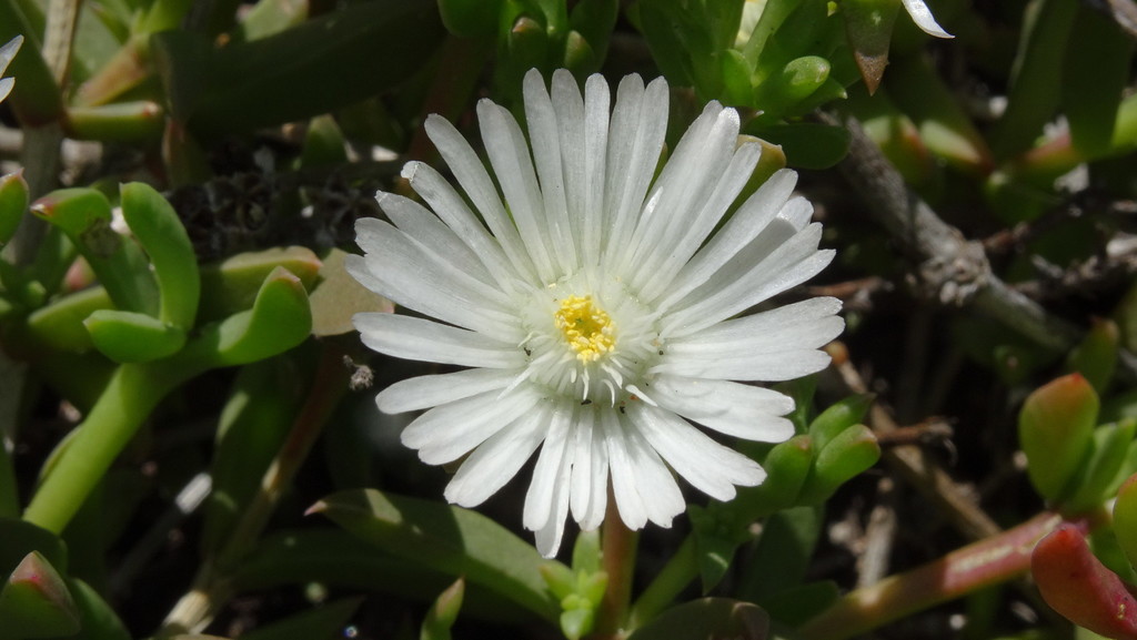 Delosperma uncinatum (Delosperma uncinatum)