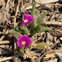 Delosperma vernicolor (Delosperma vernicolor)