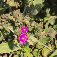 Delosperma vernicolor (Delosperma vernicolor)