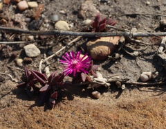 Delosperma vinaceum (Delosperma vinaceum)