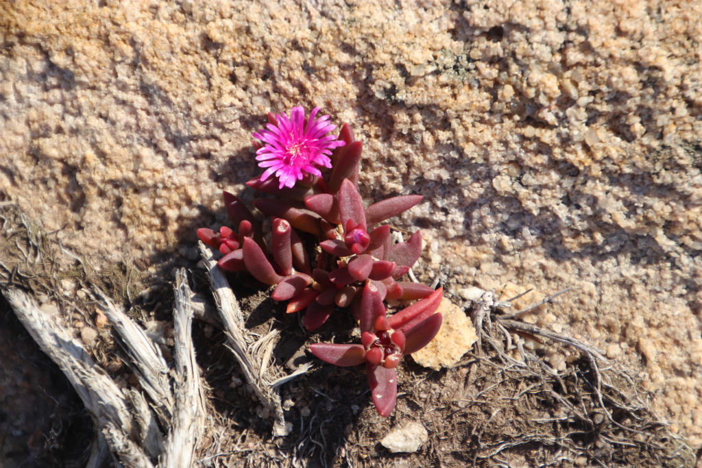 Delosperma vinaceum (Delosperma vinaceum)