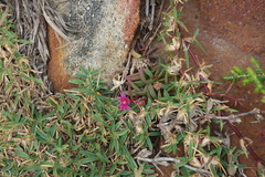 Delosperma vinaceum (Delosperma vinaceum)