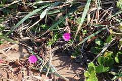 Delosperma vinaceum (Delosperma vinaceum)
