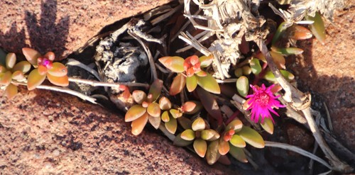 Delosperma vinaceum (Delosperma vinaceum)