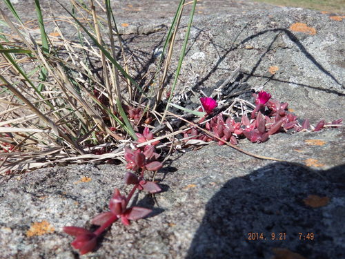 Delosperma vinaceum (Delosperma vinaceum)