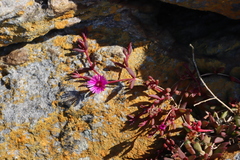 Delosperma vinaceum (Delosperma vinaceum)