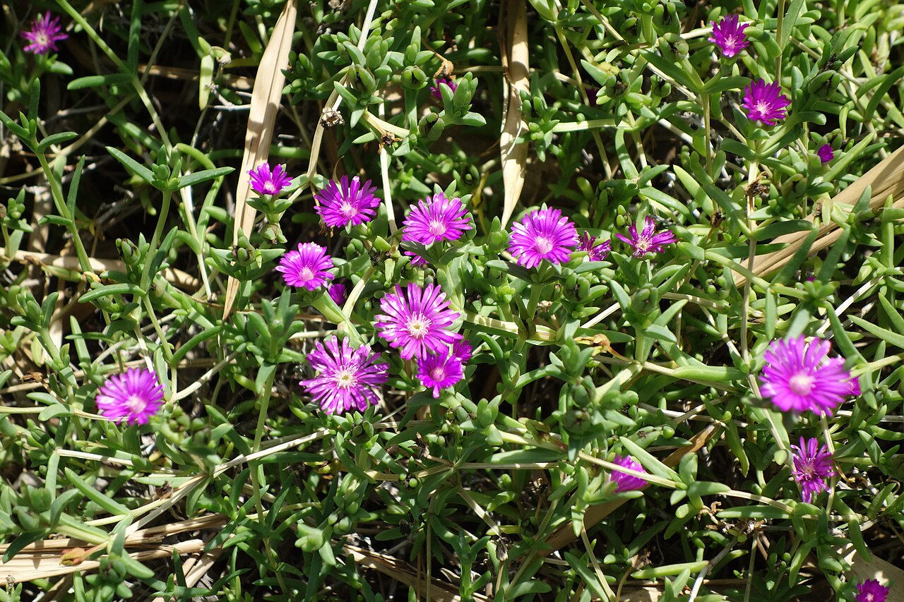 Delosperma vinaceum: Huntington Botanical Gardens - San Marino, California, USA.