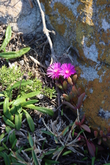 Delosperma vinaceum (Delosperma vinaceum)