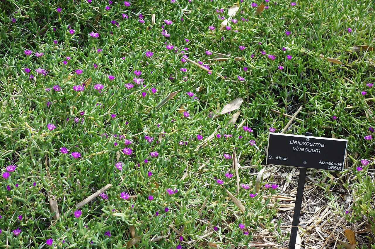 Delosperma vinaceum: Huntington Botanical Gardens - San Marino, California, USA.
