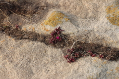 Delosperma vinaceum (Delosperma vinaceum)