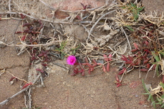 Delosperma vinaceum (Delosperma vinaceum)