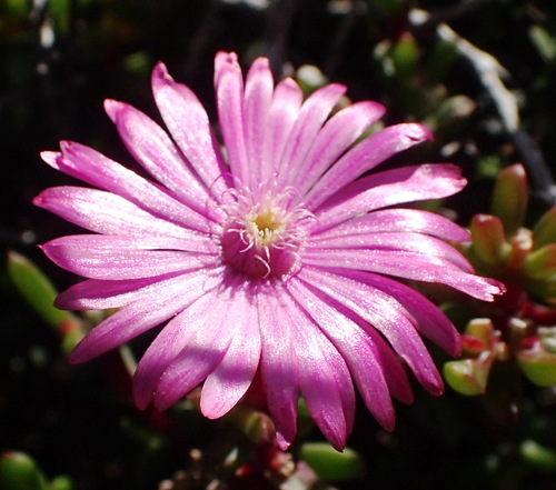 Delosperma virens (Delosperma virens)