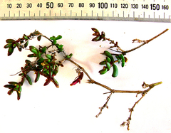 Delosperma virens (Delosperma virens)