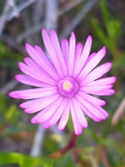 Delosperma virens (Delosperma virens)