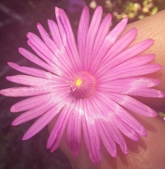 Delosperma virens (Delosperma virens)