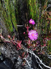 Delosperma virens (Delosperma virens)