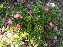 Delosperma virens (Delosperma virens)
