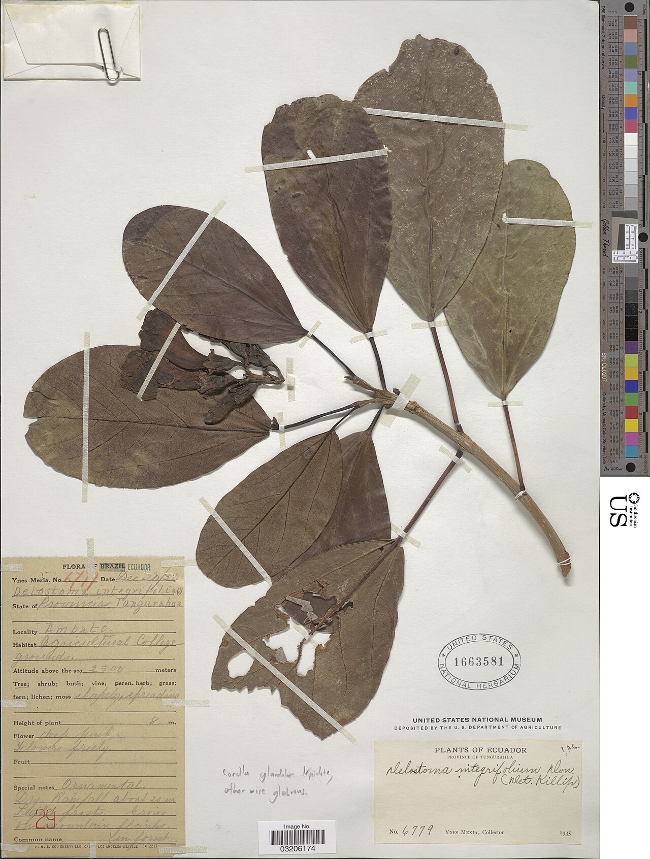 Delostoma integrifolium: Botanical specimen of Delostoma integrifolium. Plantae Dicotyledonae Lamiales Bignoniaceae. Ambato. Agricultural College grounds., Tungurahua, Ecuador, South Am