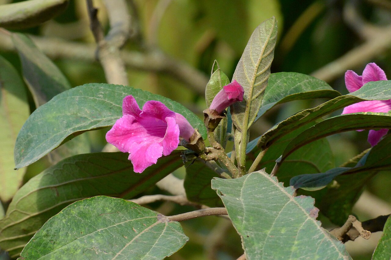 Delostoma integrifolium: Nacedero - Guayacán morado