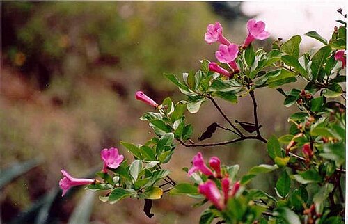 Delostoma integrifolium: Delostoma roseum (Bigniniaceae) at Pitunilla