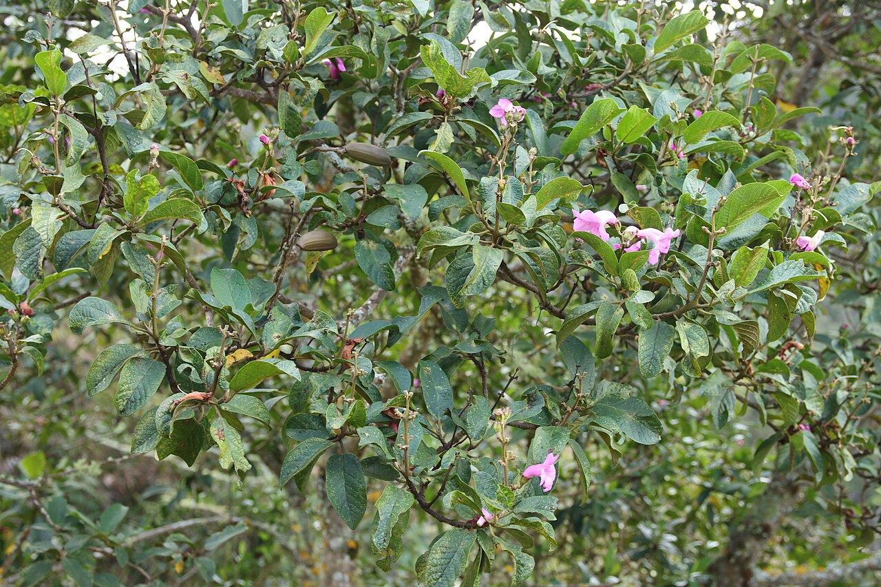 Delostoma integrifolium: Cruzpata