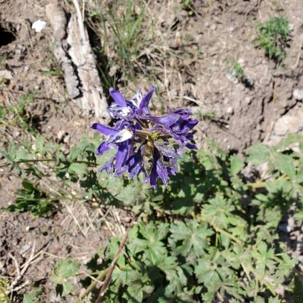 Subalpine larkspur (Delphinium barbeyi)