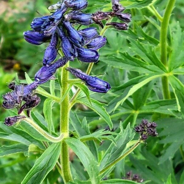 Subalpine larkspur (Delphinium barbeyi)