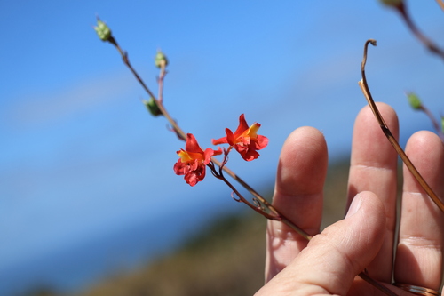 Scarlet larkspur (Delphinium cardinale)