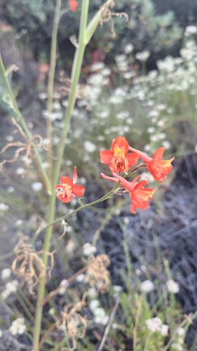 Scarlet larkspur (Delphinium cardinale)