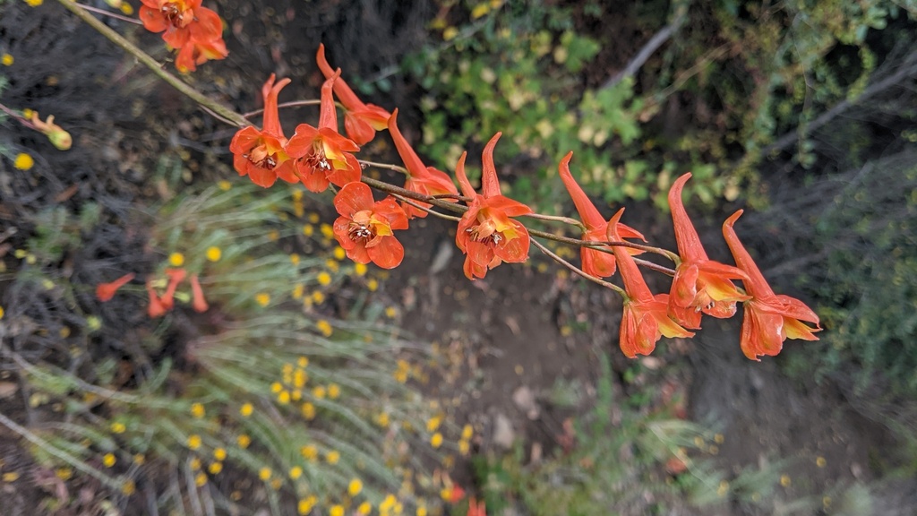 Scarlet larkspur (Delphinium cardinale)