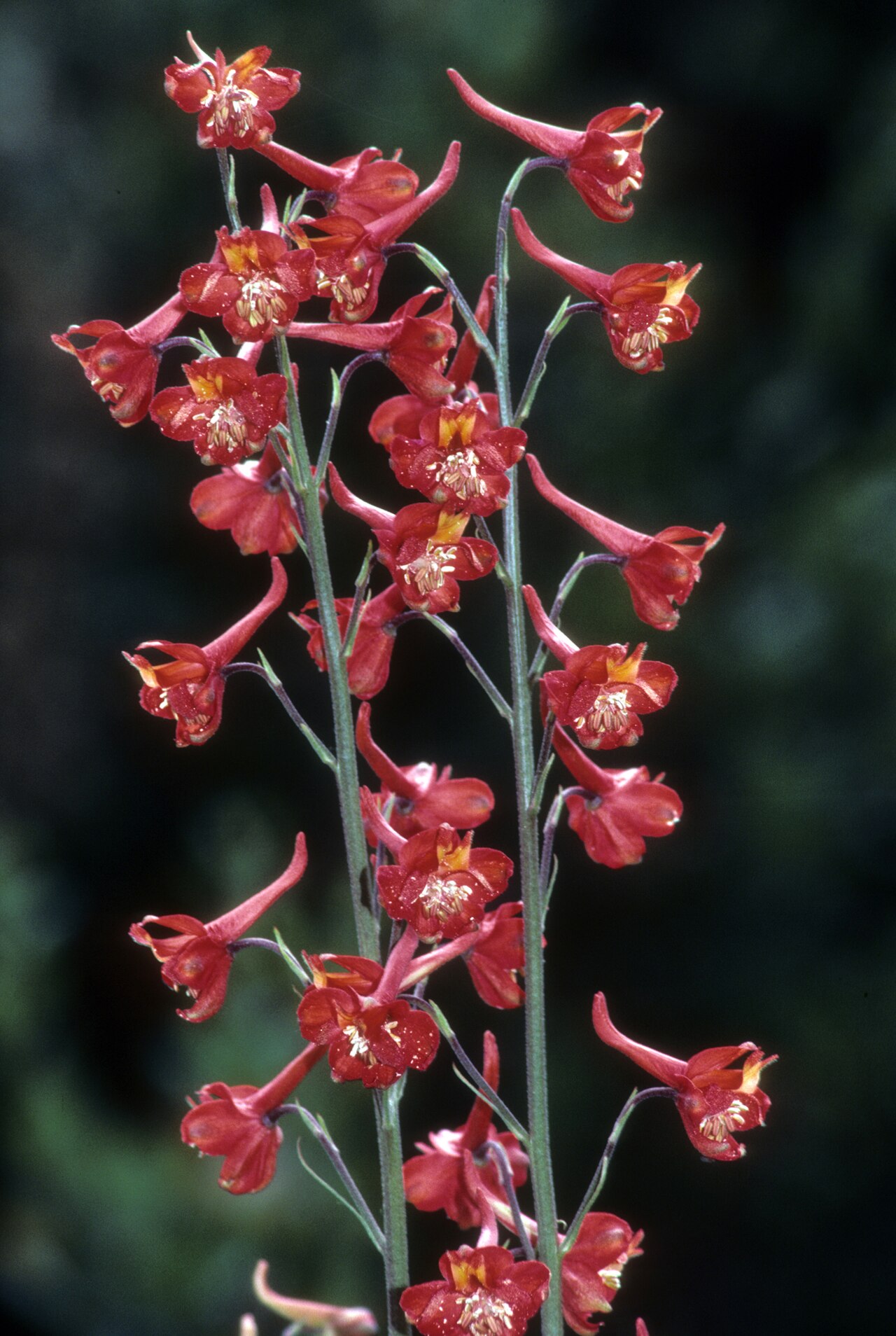 Scarlet larkspur: Delphinium cardinale — Cardinal larkspur. A Delphinium native to California chaparral and woodlands habitats. San Bernardino County, Southern California. June 1
